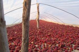 Nora-de-Guardamar-del-Segura