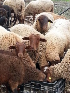Ovejas Guirra comiendo