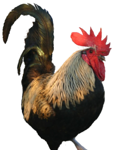 Pollastre de Chuilla