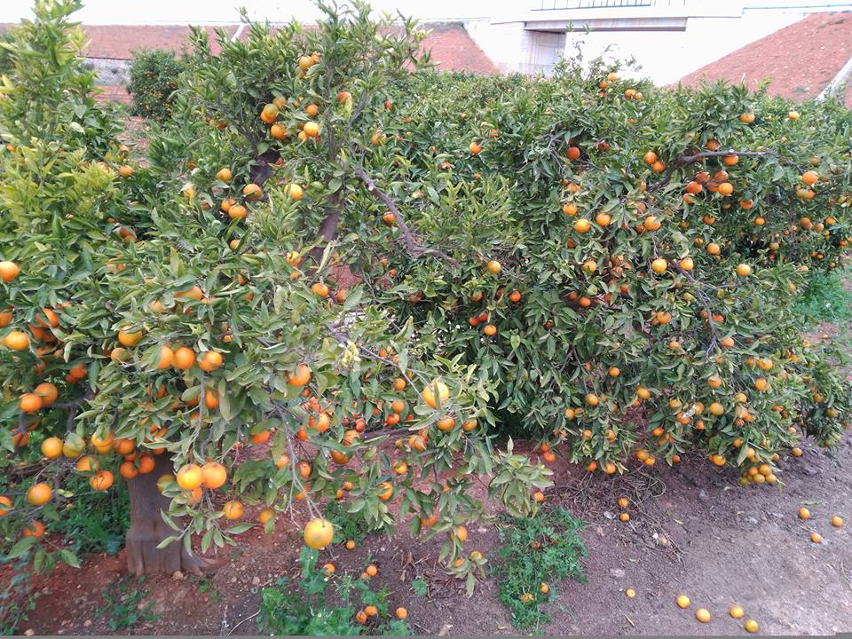 naranjas-ruina